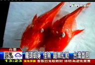 「龍頭蝦身」怪魚　鋸棘紅魴鮄台灣首見