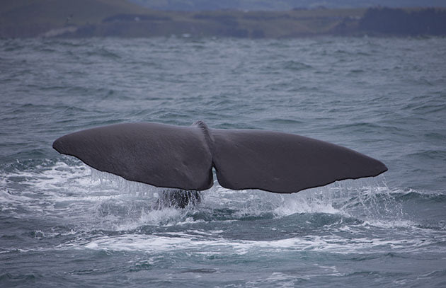 Sperm whale off the coast of New Zealand (EyesWideOpen/Getty Images)