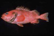 The shortraker rockfish (Sebastes borealis) is found in deep waters of the North Pacific.