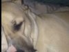 Το σκυλί που ροχαλίζει σαν τον Ντάφυ Ντάκ! - VIDEO