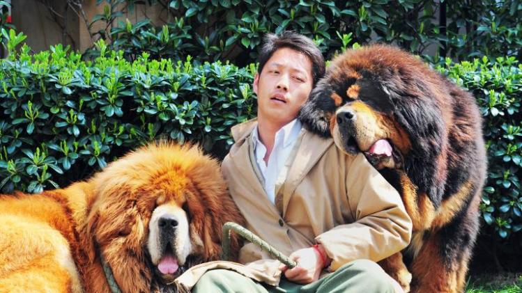 One of the Tibetan mastiffs (L) was sold in China for almost $2 million, a report said on March 19, in what could be the most expensive dog sale ever