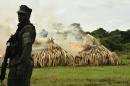 A ranger stands in front of burning ivory stacks at the Nairobi National Park on April 30, 2016