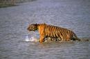 In this Saturday, April 26, 2014, photo, a Royal Bengal tiger prowls in Sunderbans, at the Sunderban delta, about 130 kilometers (81 miles) south of Calcutta, India. An Indian fisherman says a tiger has snatched a man off a fishing boat and dragged him away into a mangrove swamp. (AP Photo/Joydip Kundu)