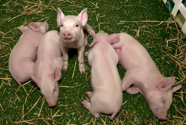 Lima anak babi bernama Millie, …