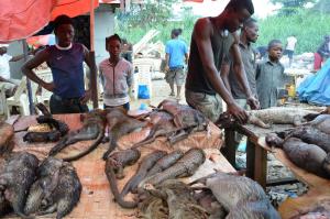 Pangolins and other animals are displayed for sale …