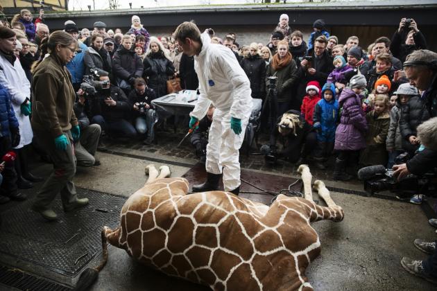 Marius the Giraffe: Why Exactly Was Healthy Animal Killed at Copenhagen Zoo?