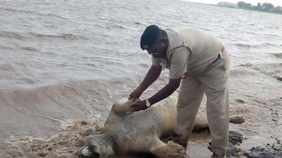 Floods in India&#39;s western Gujarat state in June claimed the lives of ten endangered Asiatic lions