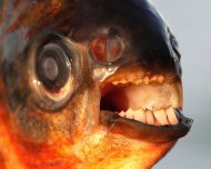 Penis-Biting Fish May Be Invading Denmark Pacu-teeth