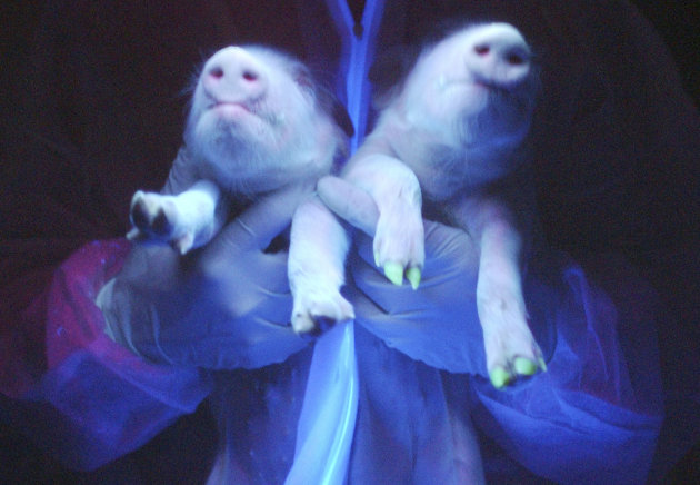 Two transgenic pigs are irradiated …