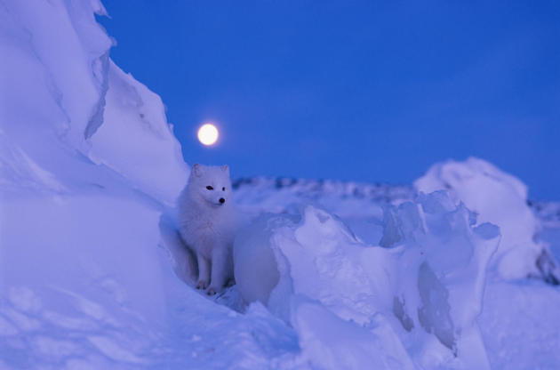أفضل صور ناشيونال جيوجرافيك لعام 2013 34ffdf72-da0b-4017-8dc6-924a700d5631-10-Arctic-Fox-jpg_113341