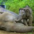 In this Wednesday, Jan. 23, 2013 photo released by Sabah Wildlife Department, a 3-month-old elephant calf tries to awake its dead mother at the Gunung Rara Forest Reserve in Sabah, Malaysia. Ten endangered Borneo pygmy elephants have been found dead in the Malaysian forest under mysterious circumstances, and wildlife authorities suspect that they were poisoned. (AP Photo/Sabah Wildlife Department) NO SALES, EDITORIAL USE ONLY