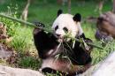 Oh, Baby! Giant Panda at DC Zoo Might Have Another Cub