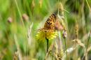 In this photo provided by The Oregon Zoo, a newly emerged Oregon silverspot butterfly alights in a meadow atop Mount Hebo, Ore., Aug. 3, 2016. Conservationists released the last of the summer's Oregon Zoo-reared silverspots in an attempt to boost the declining population of this imperiled Northwest beauty. (Kathy Street,/The Oregon Zoo via AP)