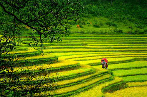 Những cánh đồng đất Việt Canhdong14_063725