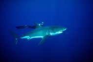 ACOMPAÑA CRÓNICA: EEUU TIBURONES HAW02- HAWAI (EEUU), 28/03/2013.- Fotografía sin fecha cedida hoy, jueves 28 de marzo de 2013, por la WaterInspired de la modelo de 27 años Ocean Ramsay, quien podría pasar por actriz de Hollywood, nada con un tiburón blanco en las aguas de Hawai. su nombre se ha dado a conocer por jugarse la vida buceando junto a tiburones blancos, los mayores depredadores marinos, como iniciativa para la preservación de esta especie. EFE/WaterInspired.com/CRÉDITO OBLIGATORIO/SÓLO USO EDITORIAL/NO VENTAS