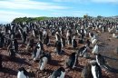 Penguins' Explicit Sex Acts Shocked Polar Explorer