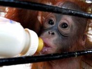 Orangutan di Sumatra Tinggal 200 Ekor