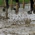 Horses run around a muddy track during the ninth race before the 139th Kentucky Derby at Churchill Downs Saturday, May 4, 2013, in Louisville, Ky. (AP Photo/J. David Ake)