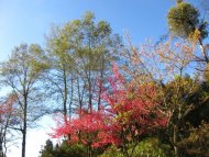 阿里山遊樂區山櫻花盛開 春節24hr不打烊