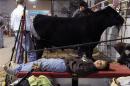 Boy takes a nap during the American Royal Livestock Show in Kansas City, Missouri.