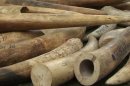 Philippines destroys 5 tonnes of illegal ivory
