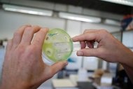 Cientista analisa placa de Petri com cultura de bactéria em laboratório de microbiologia em Antuérpia, Bélgica