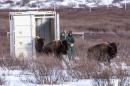 Parks Canada resource conservation staff, Saundi Norris and Dillon Watt, watch as bison return to Banff National Park in Alberta, Canada in this handout photo