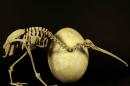 In this undated photo released by Canterbury Museum, a skeleton of adult brown kiwi, or Apteryx australis, is displayed next to an egg of a huge elephant bird, or Aepyornis maximus. A report published Friday in the journal Science indicates the kiwi's closest relative is an enormous, long-extinct bird from Madagascar called the elephant bird. (AP Photo/Canterbury Museum, Kyle Davis and Paul Scofield) EDITORIAL USE ONLY