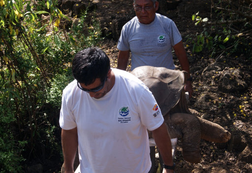 Ecuador: muere última tortuga gigante en Galápagos  4a247b4acdf48111130f6a7067006cdd
