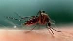 Mosquitoes continue to thrive thanks to record rainfall