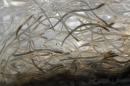 FILE - In this May 19, 2015 file photo, baby eels, known as elvers, swim in a plastic bag at a buyer's holding facility in Portland, Maine. A decision about whether to list American eels under the Endangered Species Act is expected from federal authorities by the end of September 2015, and fishermen are wriggling. The California-based Council For Endangered Species Act Reliability wants the federal government to list the eels as threatened. (AP Photo/Robert F. Bukaty, file)
