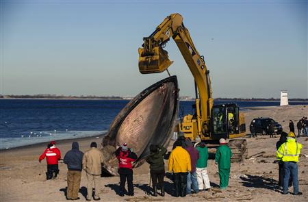 Researches use heavy machinery to perform a necropsy on a dead finback whale that had washed up on the shore of the Queens borough region of Breezy Point, New York, December 28, 2012. REUTERS/Lucas Jackson