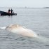 In this photo provided by the New England Aquarium, boaters watch as a dead 30-foot finback whale floats in the Boston Harbor, near Deer Island, Sunday, Oct. 7, 2012. Authorities don't know the cause of death. Coast Guard Petty Officer Robert Simpson says the whale was spotted early Sunday. Simpson says the Coast Guard took a team from the New England Aquarium to examine the whale and take samples. (AP Photo/The New England Aquarium)