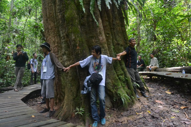 Hutan Indonesia