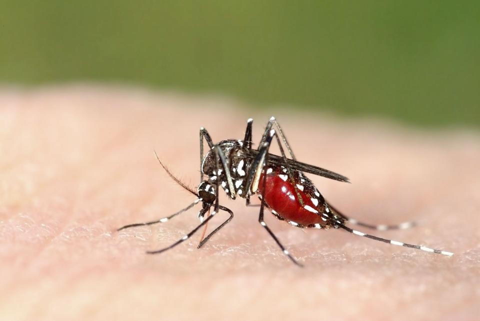 Scientists plan to use genetically engineered mosquitoes to fight the spread of Zika virus