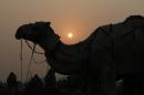 A camel is seen for sale at a livestock market as sun rises in the outskirts of Lahore
