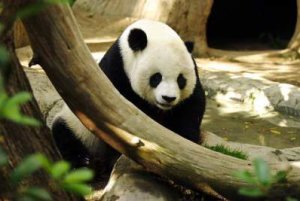 Why We Don t Need Pandas