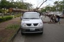 颱風攪局 南市鳳凰樹木壓倒車.