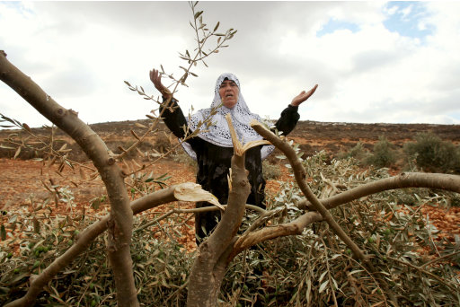 A Palestinian woman gestures next to a damaged olive tree in the village of Qusra in the northern West Bank, Thursday, Oct . 6, 2011. According to Palestinian residents, some 180 olive trees were uprooted by Jewish settlers from a nearby settlement Thursday. (AP Photo/Nasser Ishtayeh)