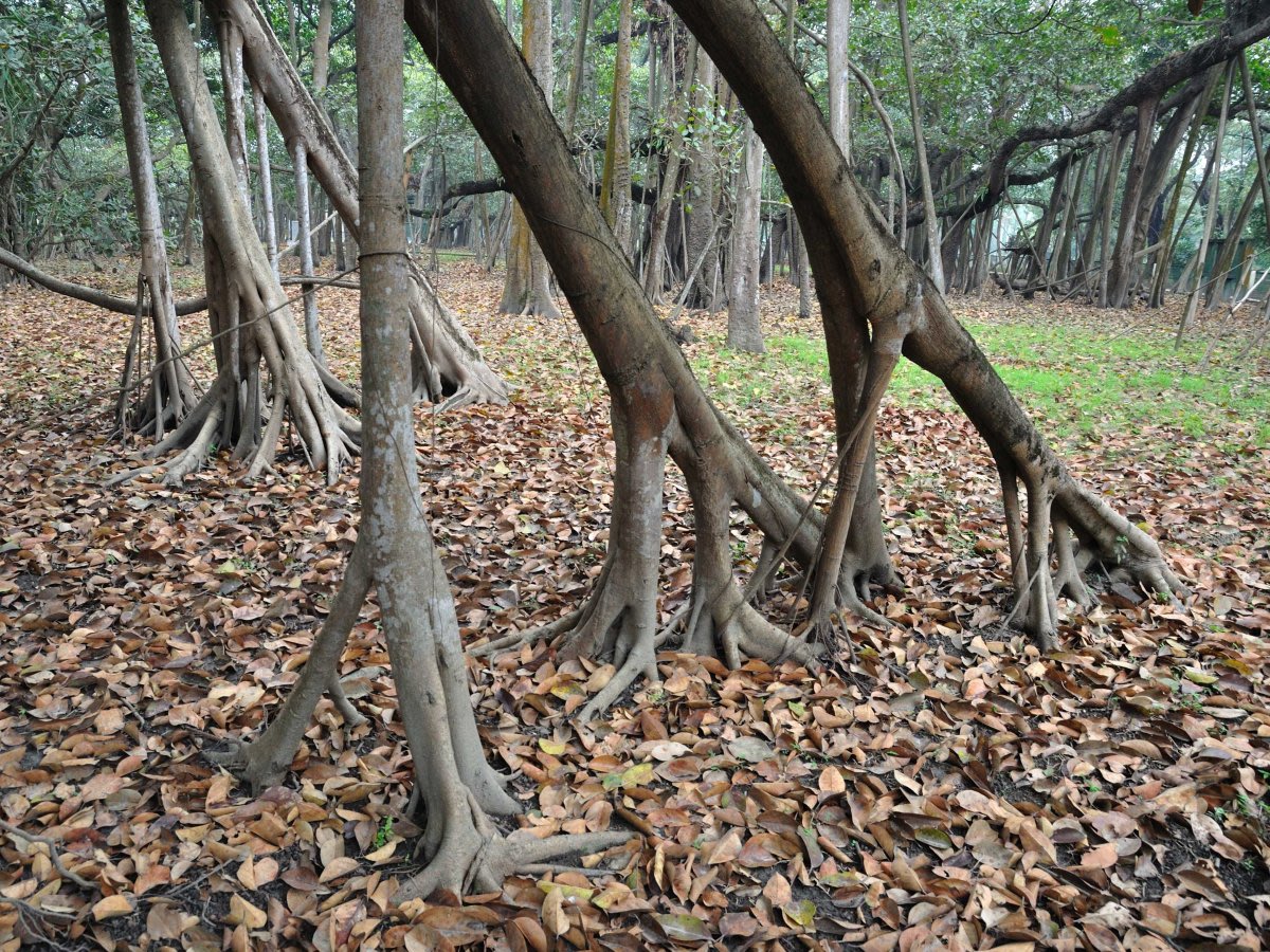 India Kolkata Great Banyan Tree