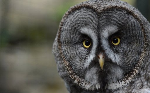 A great grey owl at a zoo in Germany