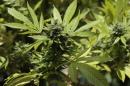 Des policiers contrôlés positifs au cannabis à cause des stocks du commissariat