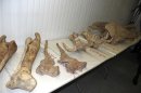 Handout photo of skeleton remains of a Tyrannosaurus Bataar dinosaur in New York