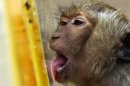 NASA Discovers Galactic Hot Dogs; Starved Monkeys Don't Live Longer