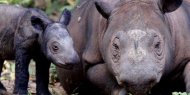 Bagaimana badak Sumatera bisa ditemukan di Kalimantan?
