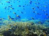 Humans Caused Historic Great Barrier Reef Collapse