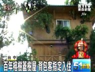 百年榕樹蓋樹屋 背包客指定入住