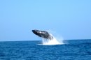 Spectacular Photo: Humpback Whale Surprises Fishing Trip