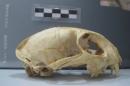 Feline Friends: Leopard Cats Likely Domesticated in Ancient China