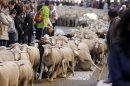 2,000 sheep led through streets of Spain's capital